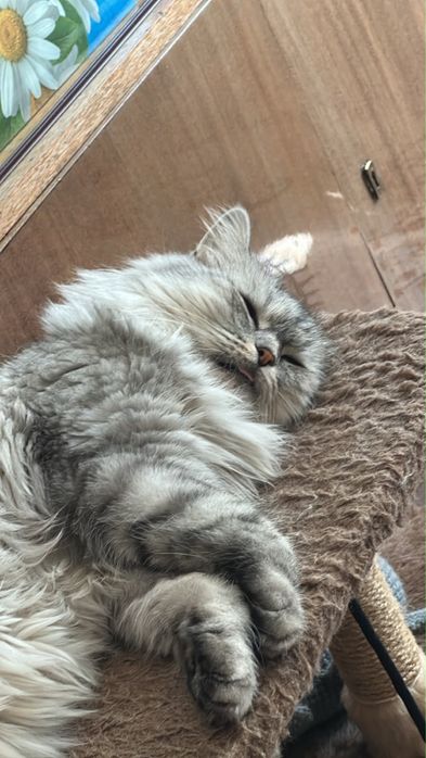 Кошка сибирка малышка