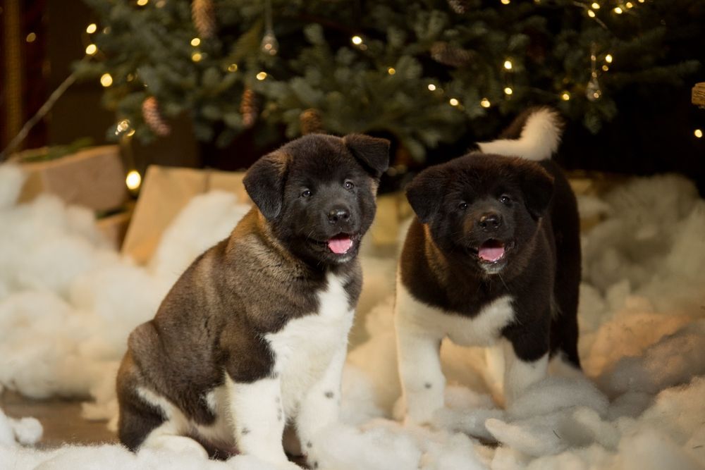 Элитные щенки Американской Акиты