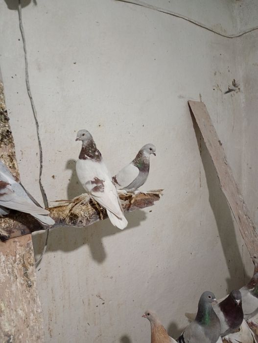 Продам бойных голубей