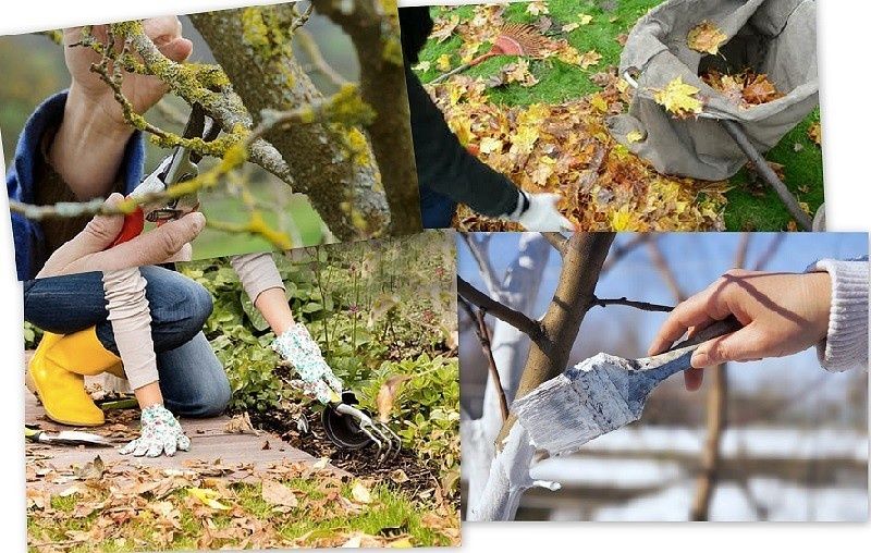 Богбон. Дарахт ва арчаларга шикл бериш.Садовник Обрезка деревьев и кус