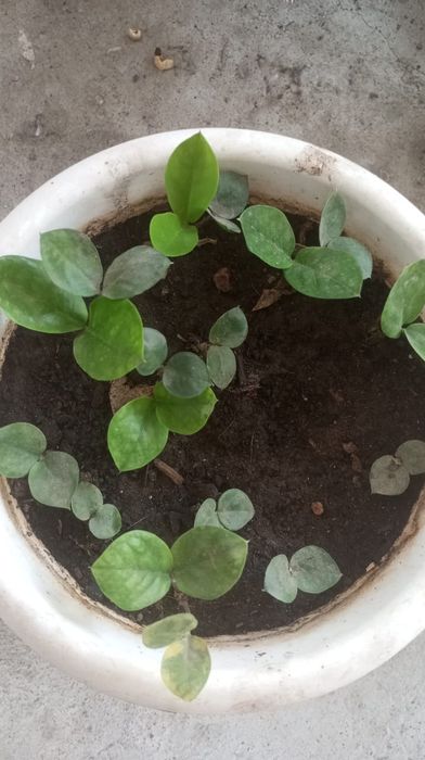 Продам отростки замиакулькас