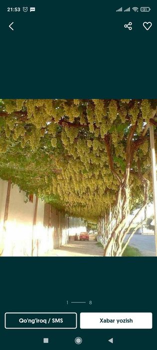 Uzumlarni xomtok qilaman