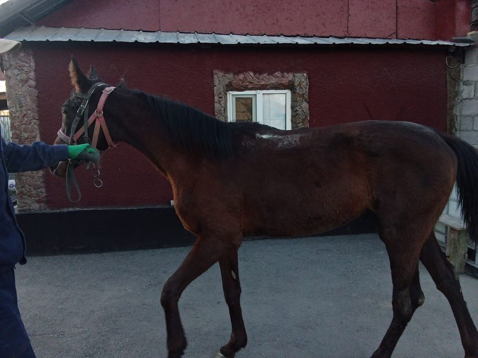 Продам жеребца, спокойный