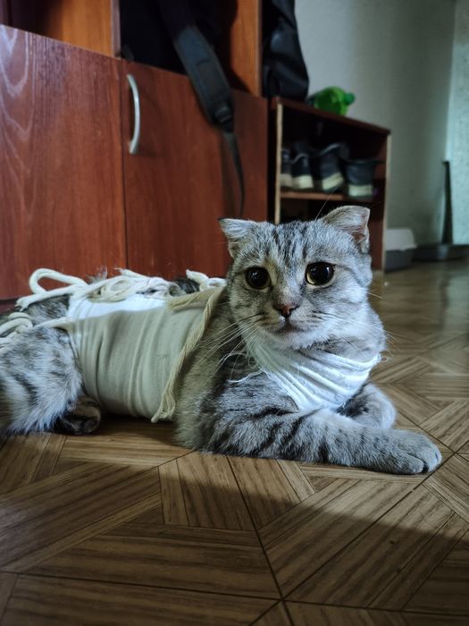 Стерилизованная кошечка ищет ответственных хозяев