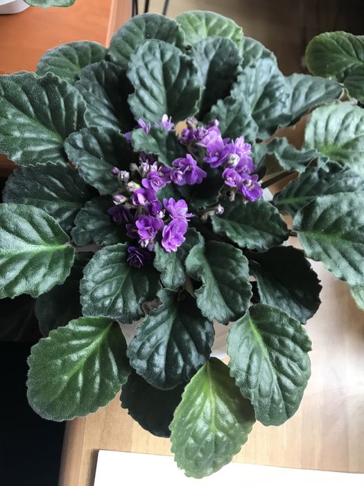 Теменужка кичеста