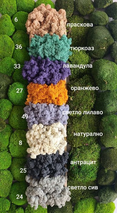 Скандинавски мъх за живи стени, панаСкандинавски мъх