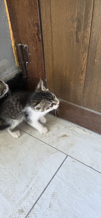 Мушукчалар кораси хам бор