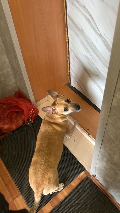 Отдам в хорошие руки
