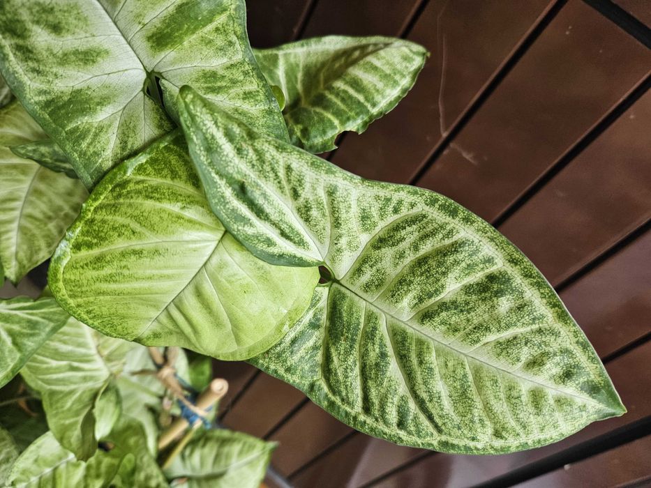 Syngonium Arrow planta sageata - exemplar mare cu suport bambus