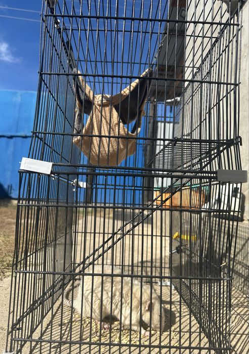 Белая крыса с клеткой