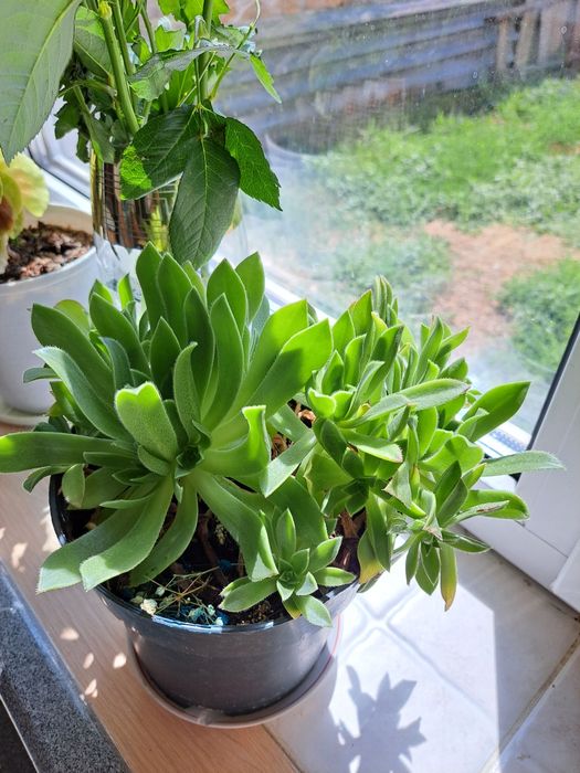 Цветы комнатные разные