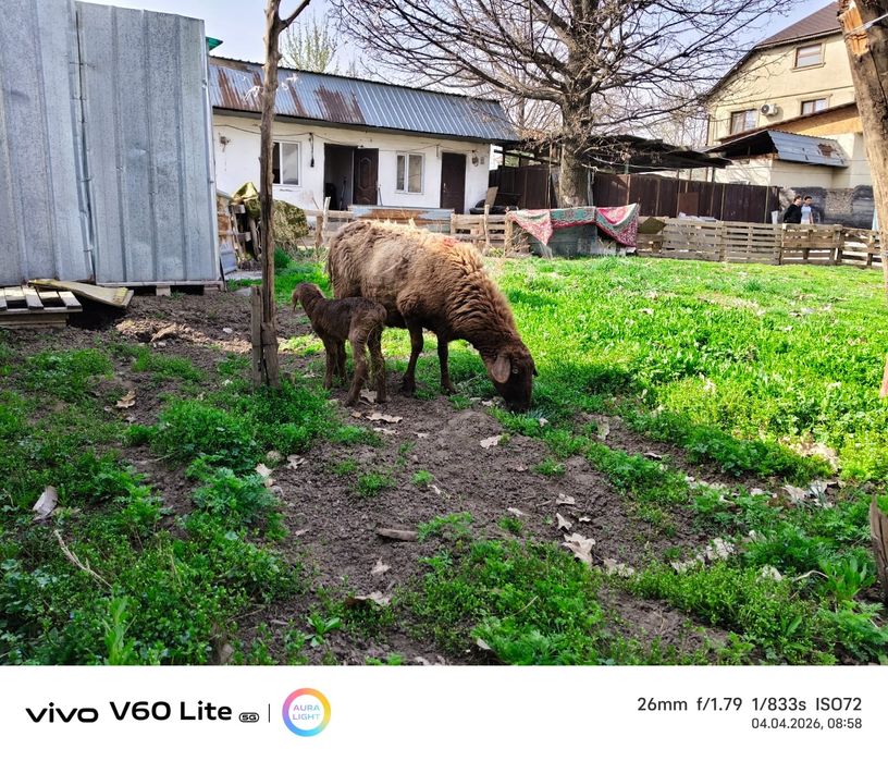 Продам баран с ягненком