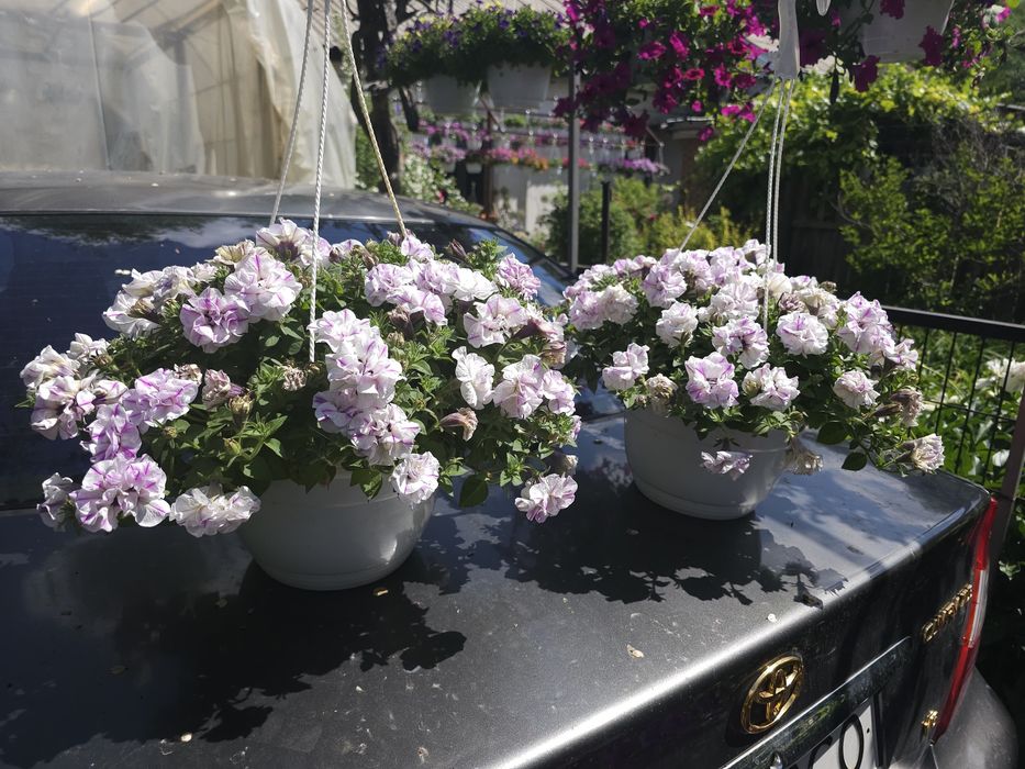 Петуния: Sugar peppermint