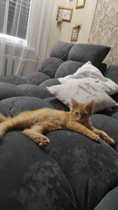 Котенок мальчик ищет дом.