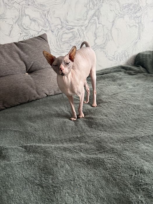 Отдам в добрые руки