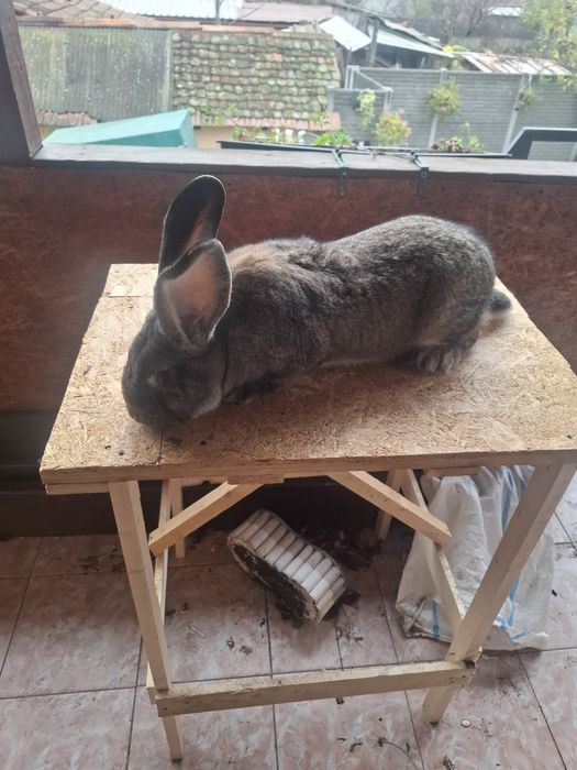 Vand mascu urias german l 11 luni