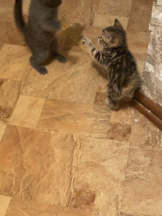 Котята британские