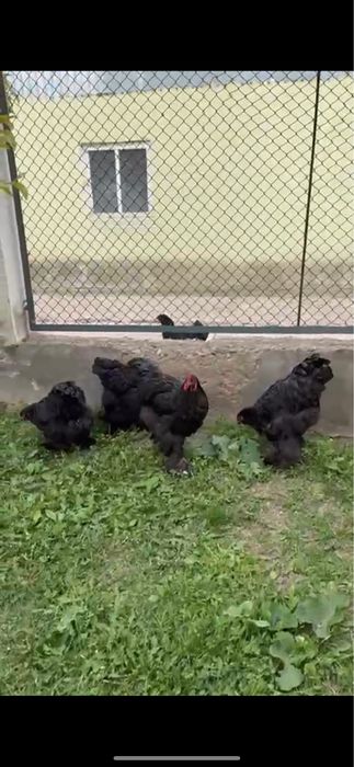 Продается яйцо брамы