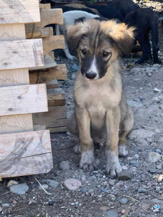 пристраиваются милые щенки