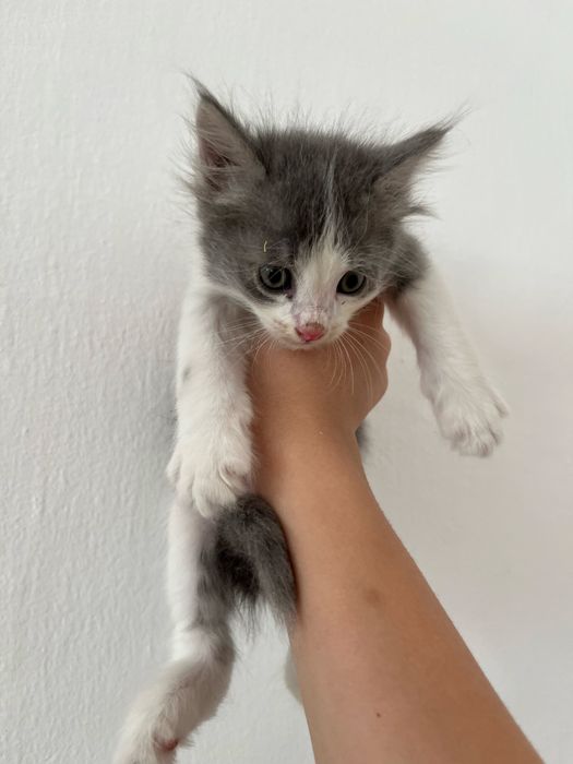 Домашный котёнок