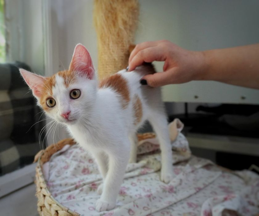 Pisicul Brain o să-ți însenineze viața dacă îl adopți
