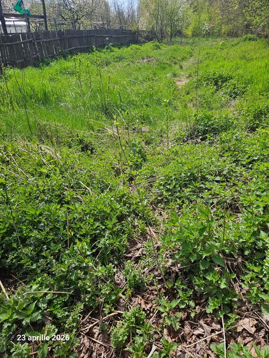 Iarba de vanzare in Pietrosani Arges si Domnesti si urzici. Pruni, meri, nuci micuti sau mari pentru plantat in gradini. Rugi de mure si zmeura.