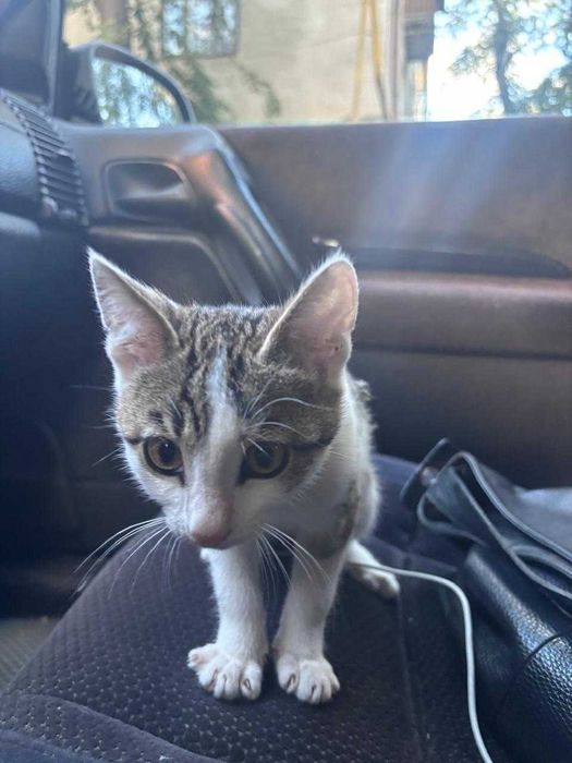 отдам в добрые руки Лелика котенок мальчик