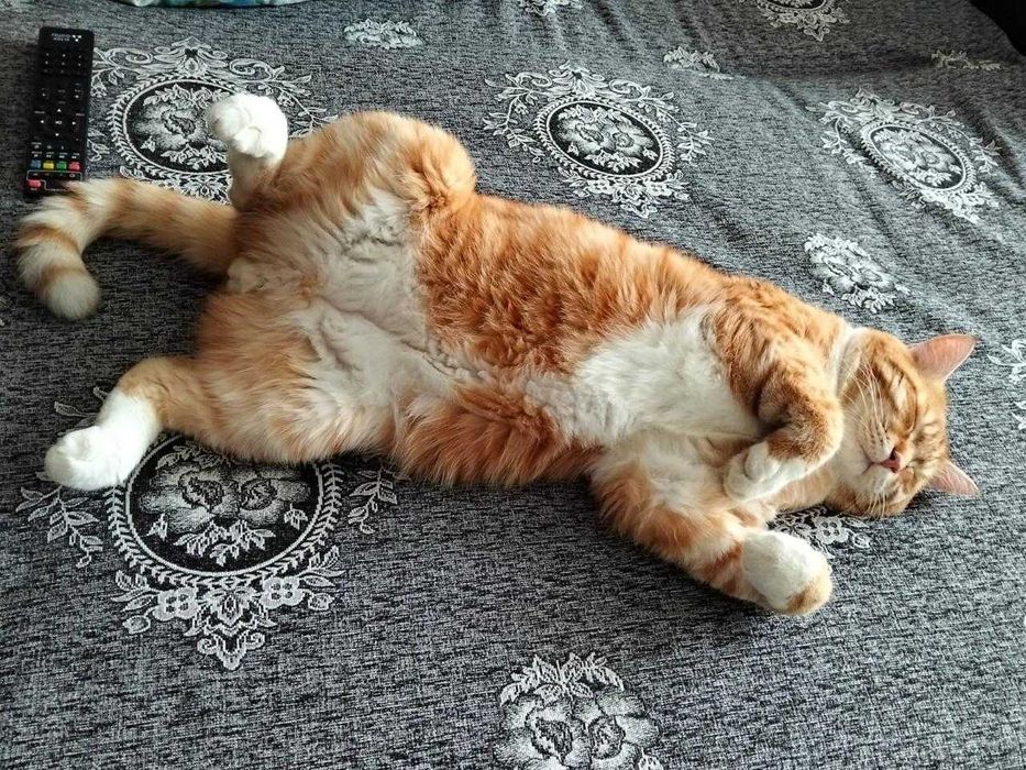 шикарный кот шикарный кот