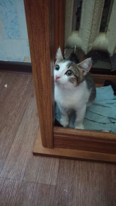 Отдам в добрые руки котенка