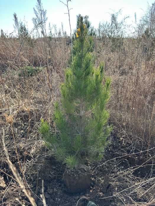 Саженцы Шымкент декоративных видов
