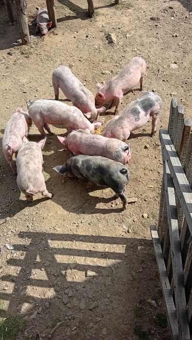 Vând vițea și grăsunei