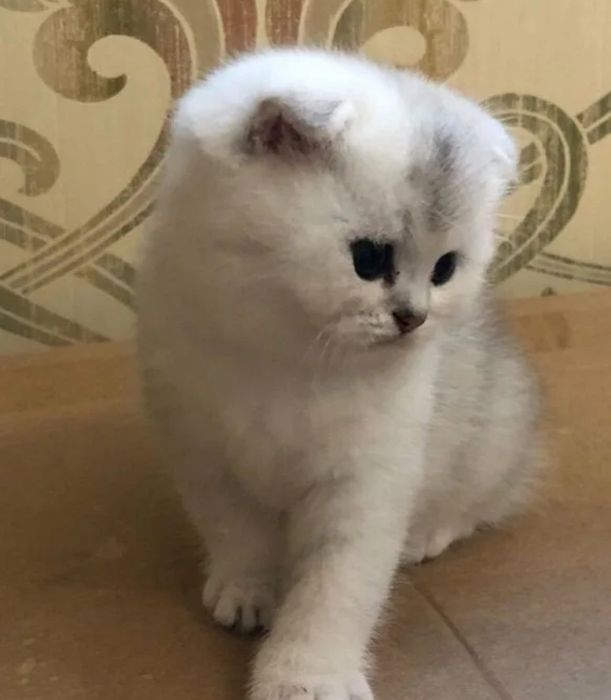 Продаются  котята шиншиллы