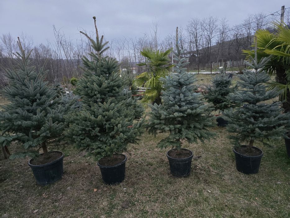 Brazi în ghiveci cu radacina