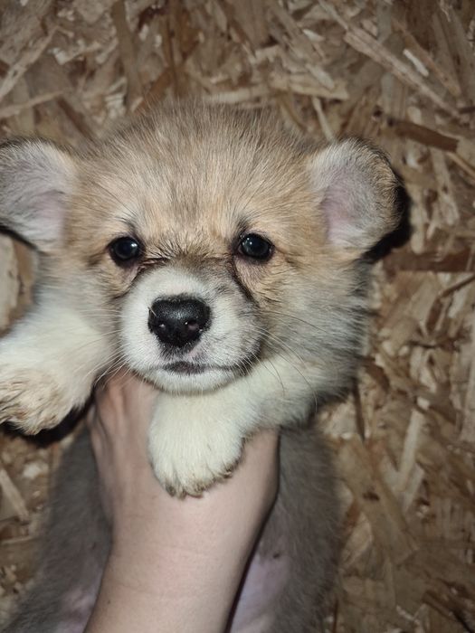 Продам щенков вельш корги пемброк.