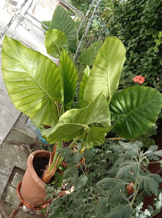 Vand Alocasia „Urechea Elefantului” – plantă decorativă interior/exterior