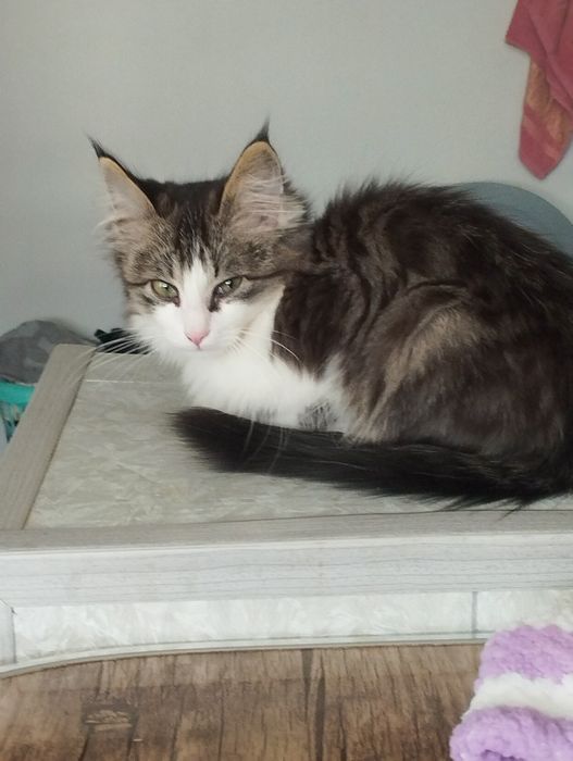 Котенок даром домашний.