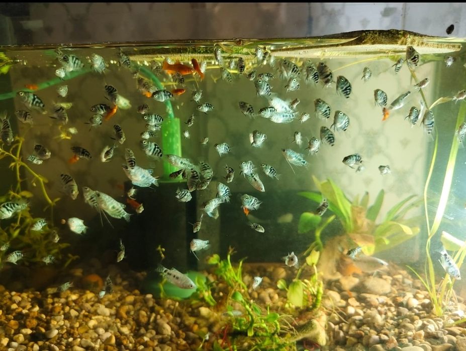 Домашние рыбки для аквариума