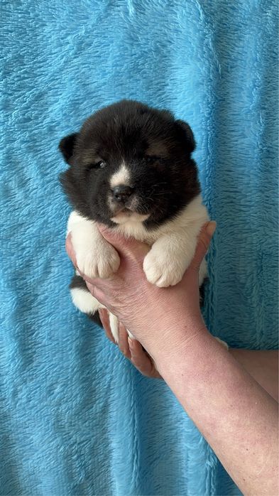 Щенки Американской акиты