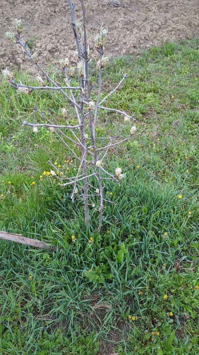 Casa cu etaj, 4 camere, teren 1600 mp, panouri 5 kw