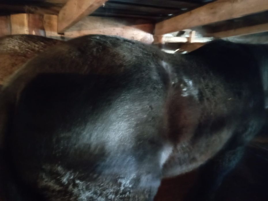 Продам тайчика с откорма