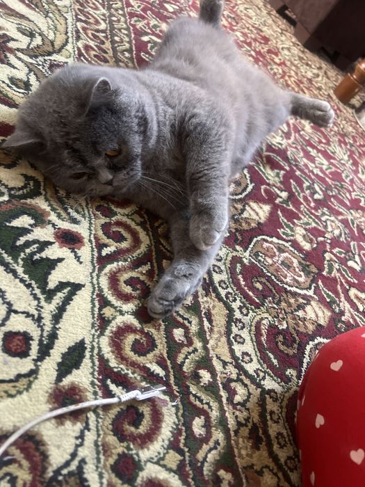 мушук британский шорт хаер