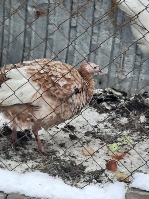 Индюки индуюшата