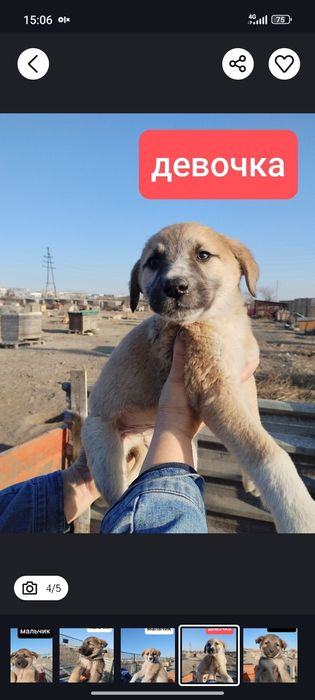 Отдам щенков в хорошие руки