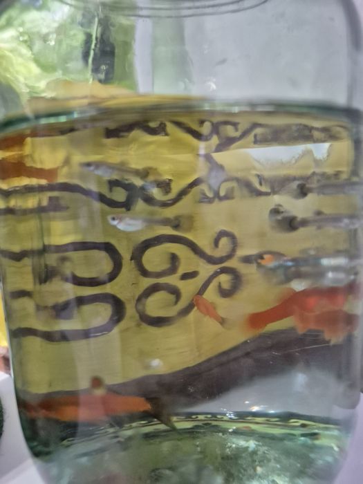 Мальки гуппи 8шт. 3мес..