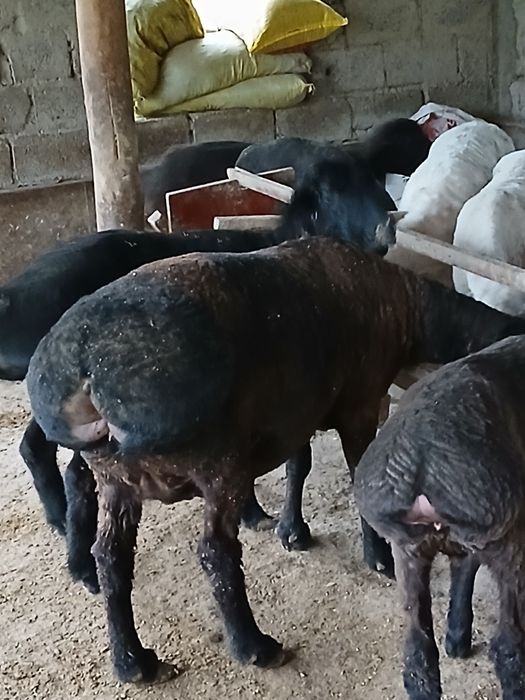 Бугоз куйлар сотилади