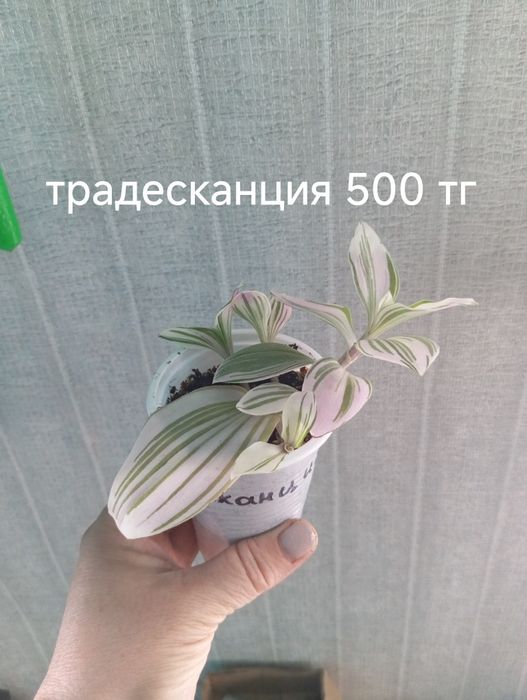 Комнатные цветы от 500 до 700