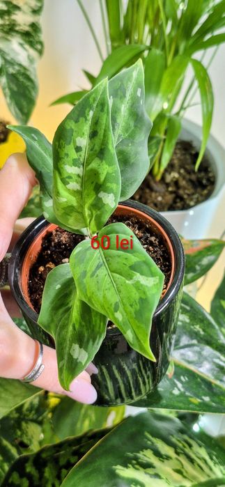 Syngonium, begonia, scindapsus , philodendron, thai, adansonii mint