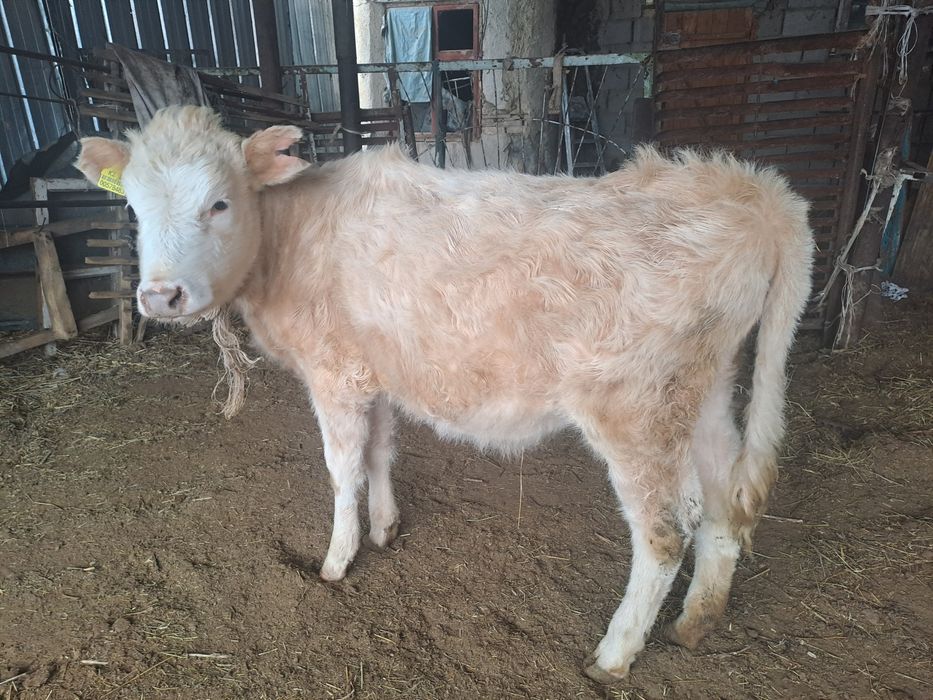 Тана 1 жылдық Ұзынағаш