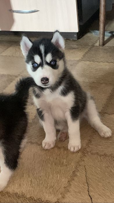Хаски чистокровные .1 месяц