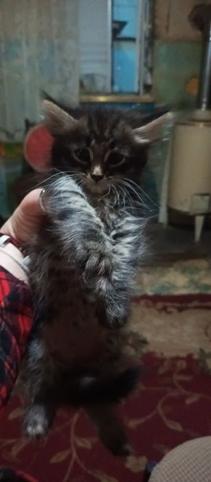 Котята. Домашние